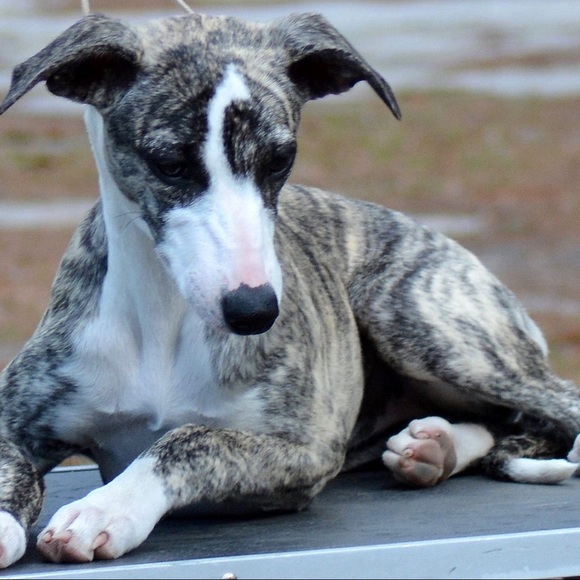 Meet your Posher A Quality Closet - Picture 3 of 8